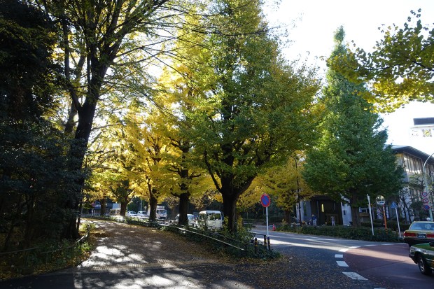 Day02JPTreelinedStreet